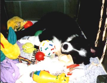 [The best way of sleeping. With all the toys !!!]